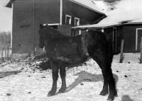 Horse-snow-barn.jpg
