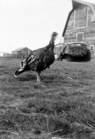 Turkey-in-yard.jpg