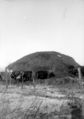 Cattle at the haypile.jpg