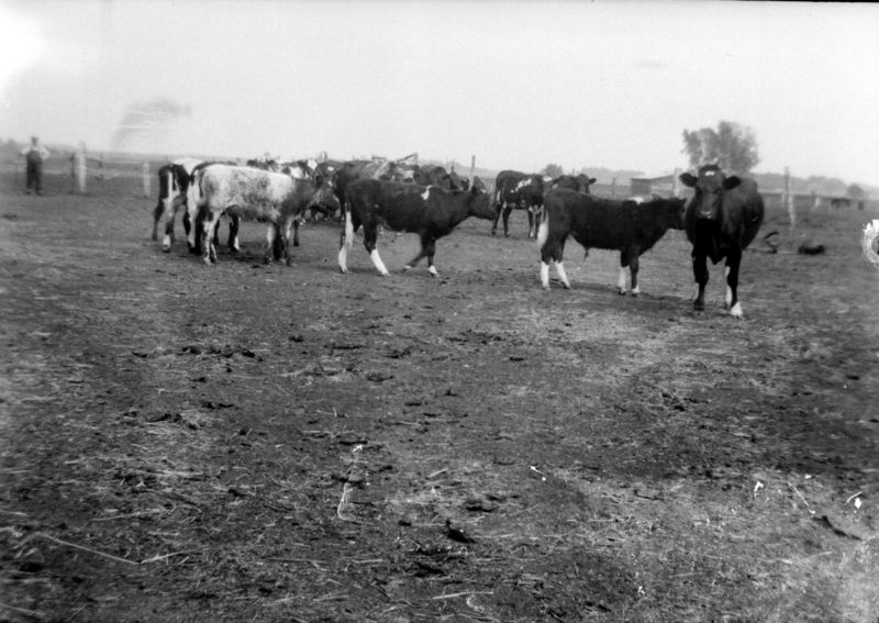 File:Cows-3.jpg