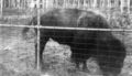 Bison-In-Wooded-Cage-Area-1930s.jpg