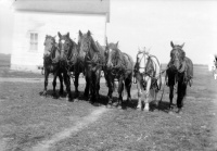 Team-of-horses-2.jpg