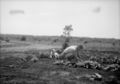 Antique-Shop-Negatives-2 -Person-Working-In-Garden-With-Dog-Nearby.jpg