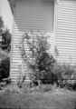 Antique-Shop-Negatives-2 -Flower-Trellis-On-Side-Of-House.jpg