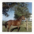 Horse-at-fence-bicycle-behind-1960s.jpg
