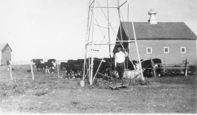 File:Man-Tending-To-Cattle-Near-Windmill-1930s.jpg