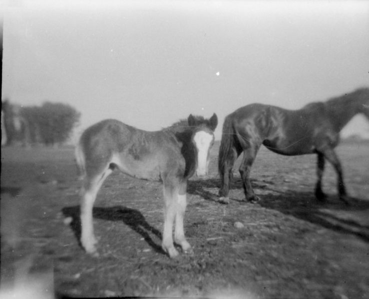 File:Colt-in-farmyard.jpg