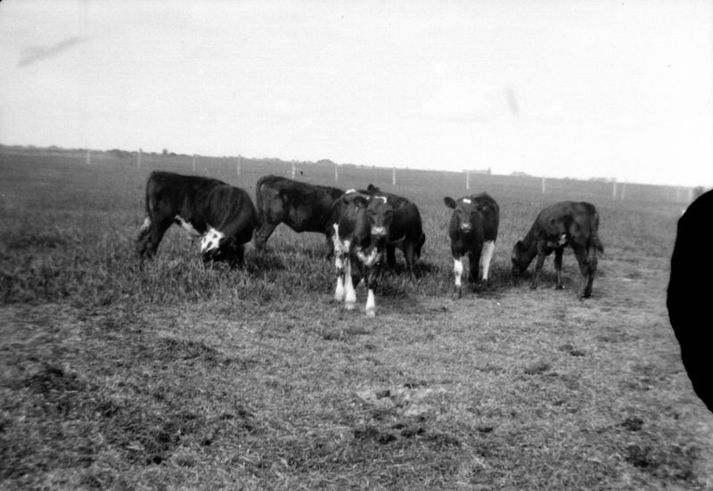 File:Cows-2.jpg