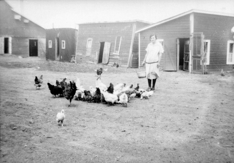 File:Chickens.jpg