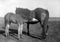 Horse-nursing.jpg